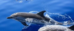 Cetaceos-Navegacion-delfines- Cetaceos-Navegacion-delfines-