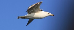 Aves marinas en Murcia Aves marinas en Murcia