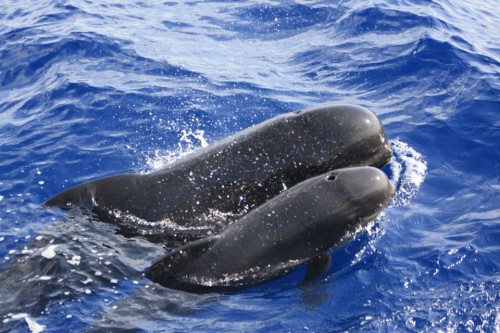 Cetáceos & Navegación pilot whales