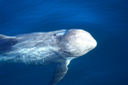 Cetáceos & Navegación - Risso’s dolphin