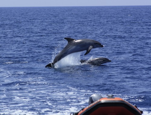 Bottlenose dolphin