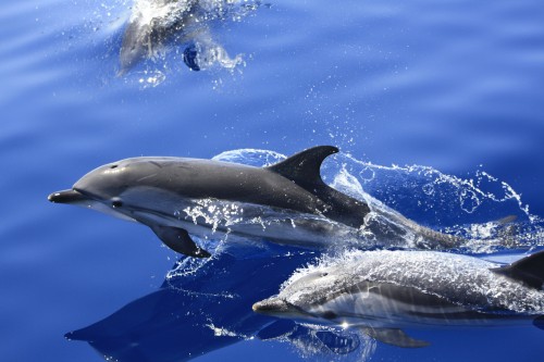 Striped dolphins