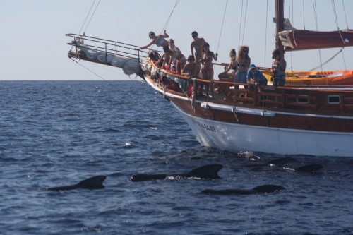 Whale watching boat