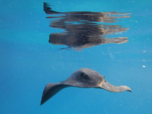 Las rutas "vida a bordo con delfines" vuelven en la primavera 2023