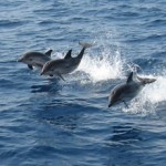 delfines en Mazarrón