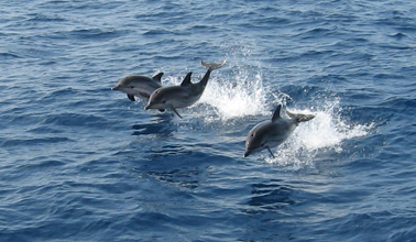 delfines en Mazarrón