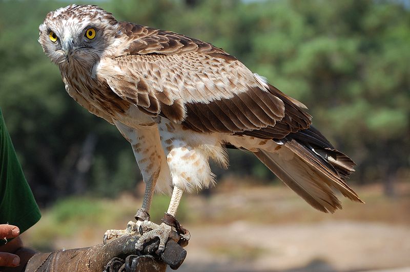 Cetaceos y Navegación - Aguila Culebrera