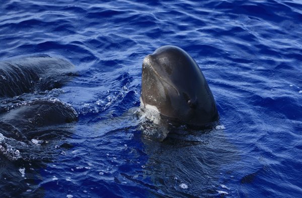 Cetaceos-&-Navegacion-Calderon-comun