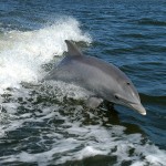 Cetaceos-&-Navegacion-Delfin-mular