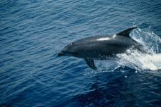 Cetaceos-&-Navegacion-Delfines-mular