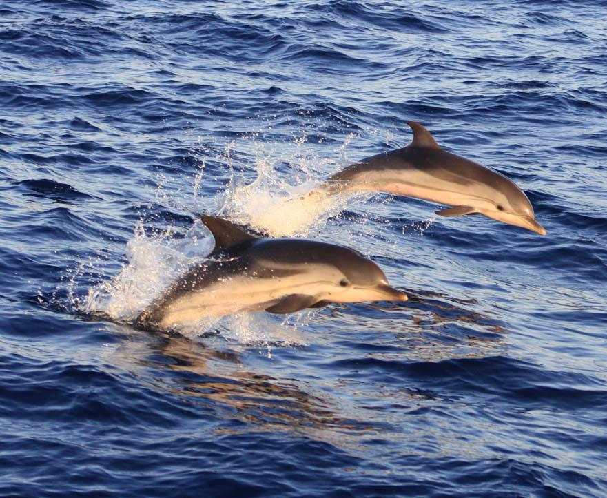 Cetaceos-&-Navegacion-Delfines