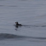 Cetaceos-&-Navegacion-Frailecillo-comun