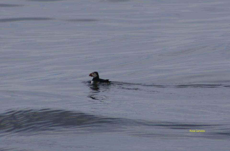 Cetaceos-&-Navegacion-Frailecillo-comun