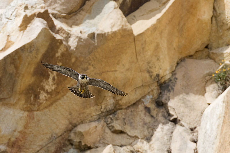  Cetaceos-&-Navegacion-Halcon-peregrino