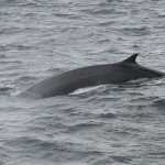 Cetaceos-&-Navegacion-Rocual-común