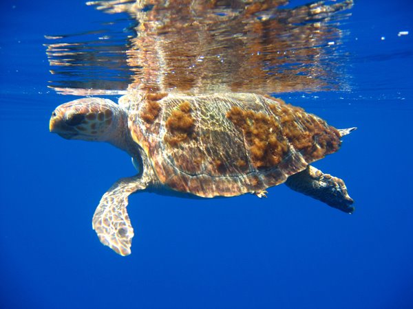 Cetaceos-&-Navegacion-Tortuga-boba