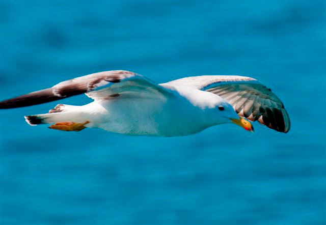 Cetaceos-&-Navegacion-aves-marinas