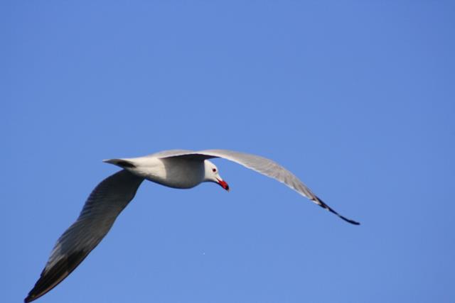 Cetaceos-&-Navegacion-aves-marinas