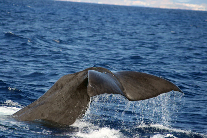 Cetaceos-&-Navegacion-cachalote