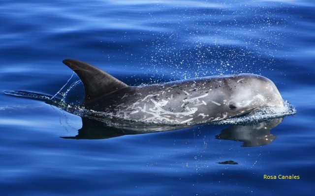 Cetaceos-&-Navegacion-calderon-gris