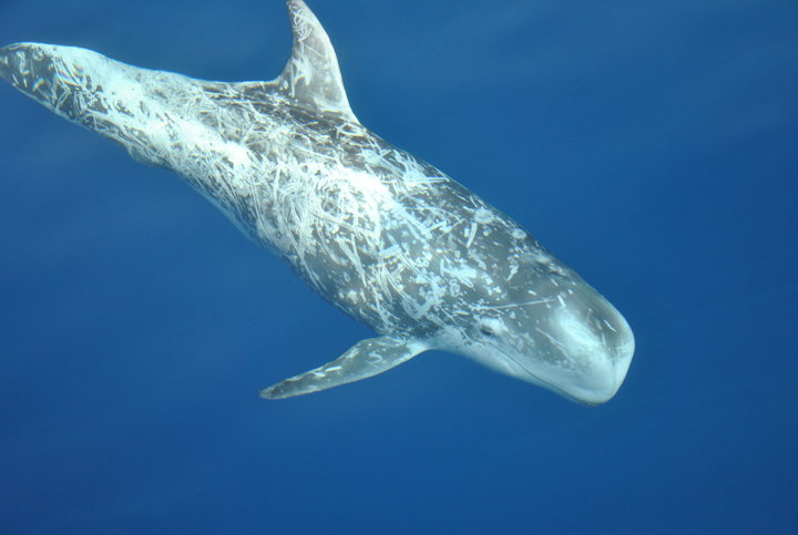 Cetaceos-&-Navegacion-calderon-gris