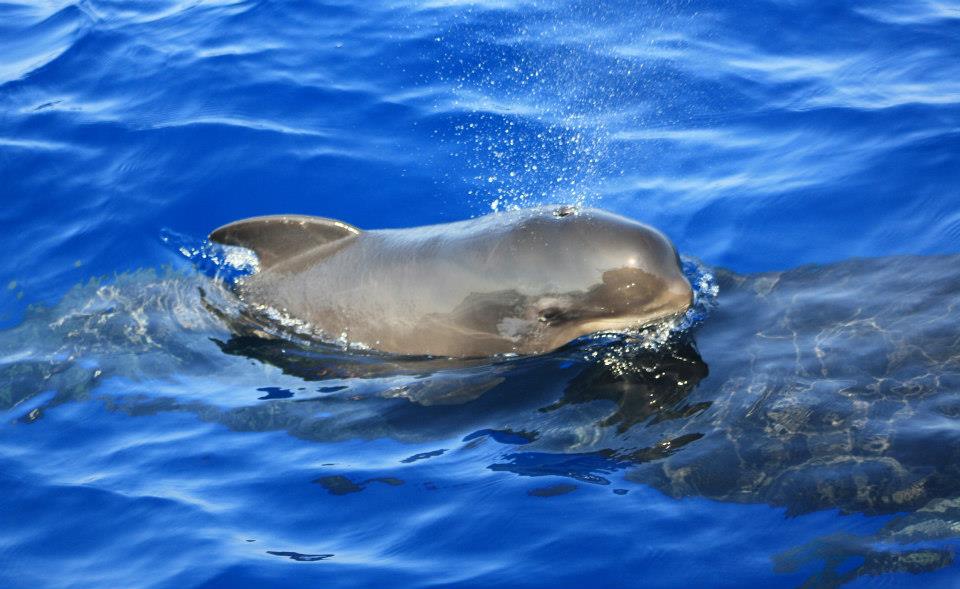 Cetaceos-&-Navegacion-calderones