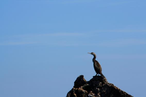 Cetaceos-&-Navegacion-cormoran