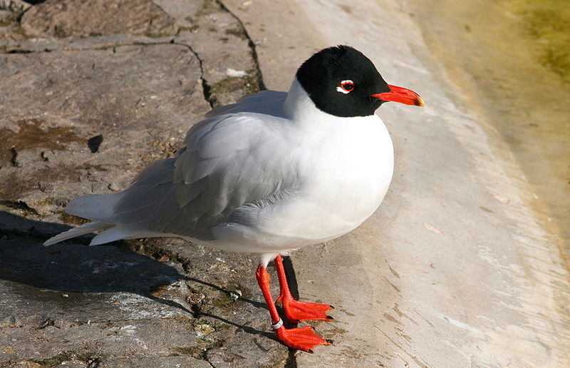 Cetaceos-&-Navegacion-gaviota-cabecinegra