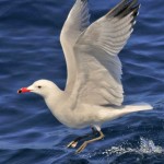 Cetaceos-&-Navegacion-gaviota-de-audouin