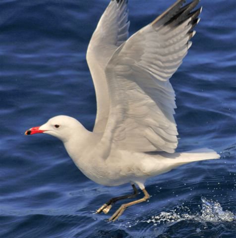 Cetaceos-&-Navegacion-gaviota-de-audouin