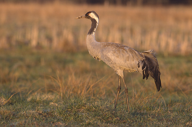 Cetaceos-&-Navegacion-grulla