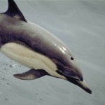 Cetaceos-&-Navegación-Delfin-comun