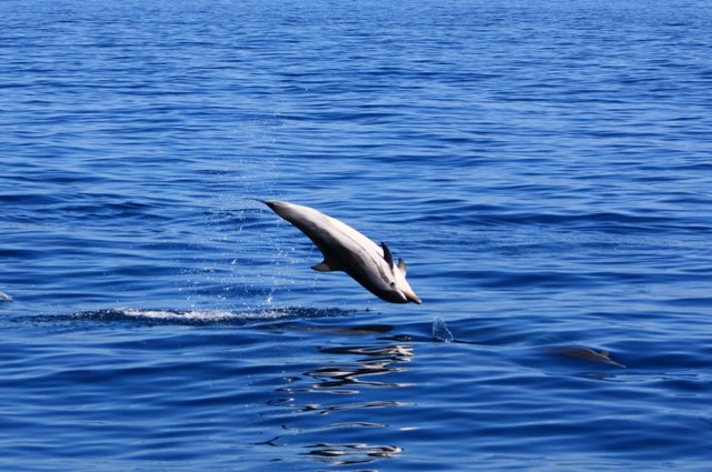 Cetaceos-&-Navegación-Delfin-listado