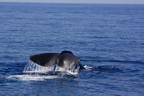 Cetaceos&Navegacion-identificacion-cetaceos