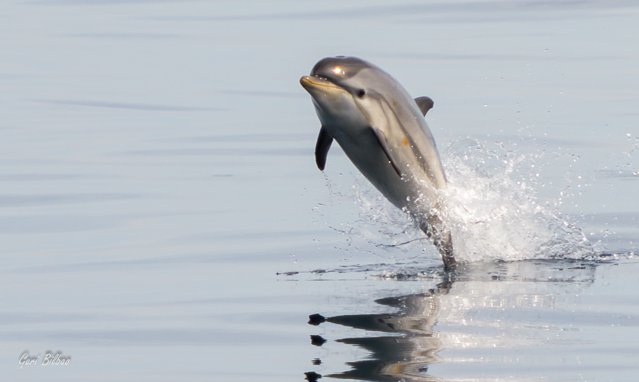 Dolphin leaping