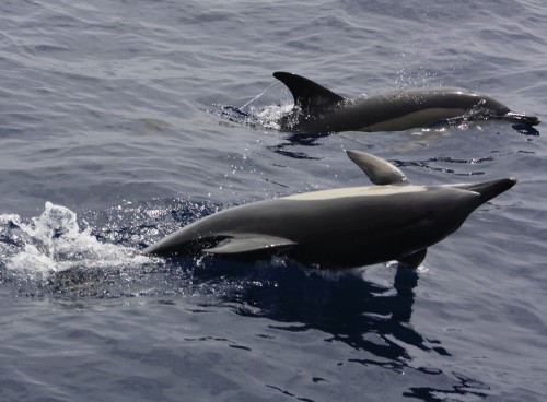Delfines en Murcia