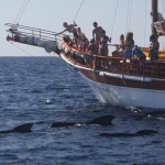 barco para ver cetaceos