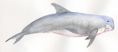 Las rutas "vida a bordo con delfines" vuelven en la primavera 2023