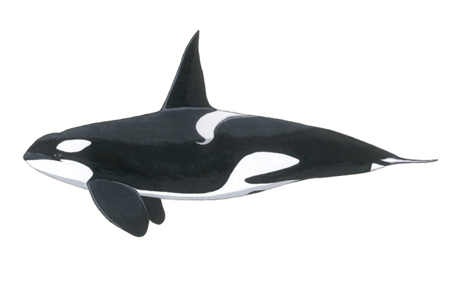 orca-delfines-de-lanzarote